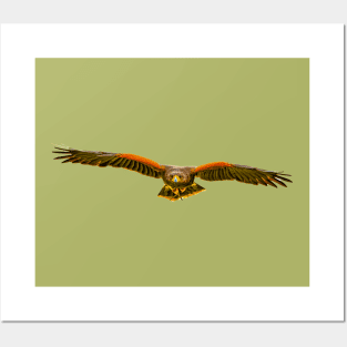 Coming at you Harris Hawk Posters and Art